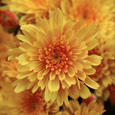4.5" Mum - Sizzling Fire Yellow