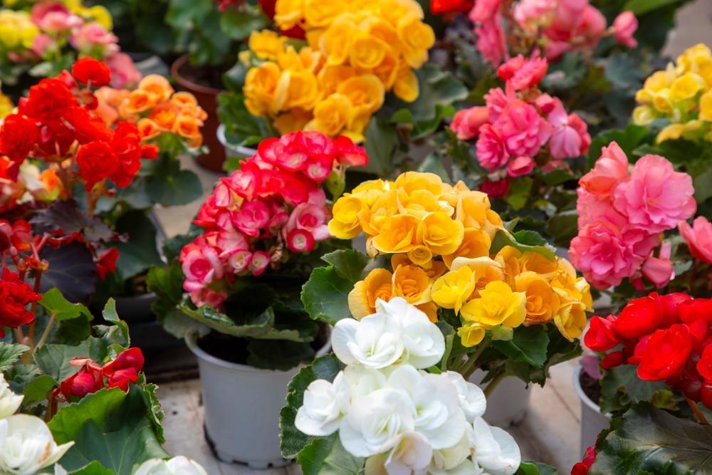 6" Begonia