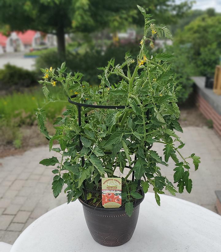 1G Tomato 'Bush Early Girl' - 1005396