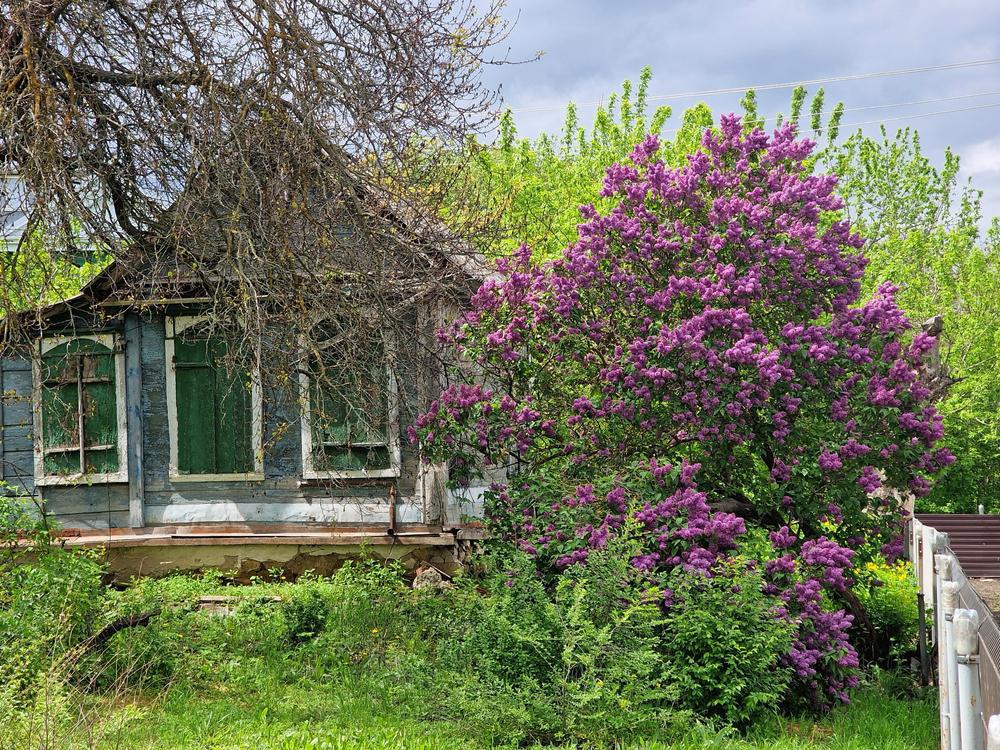 5G Syringa Vulgaris 'Sensation' - Lilac - 1005662