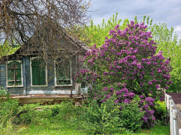 5G Syringa Vulgaris 'Sensation' - Lilac - 1005662