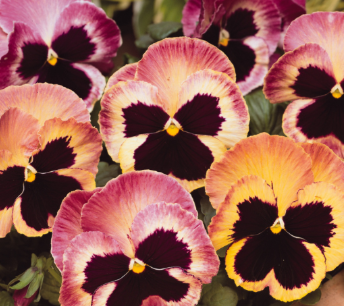 804 Pansy - Matrix Sunrise
