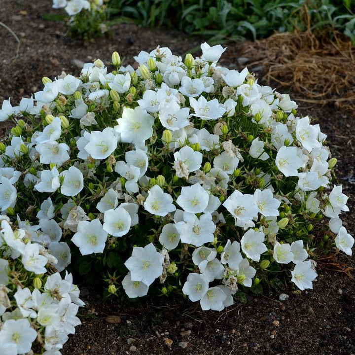 1G Campanula Carpatica 'Rapido White' - Carpathian Bellflower - 1009563