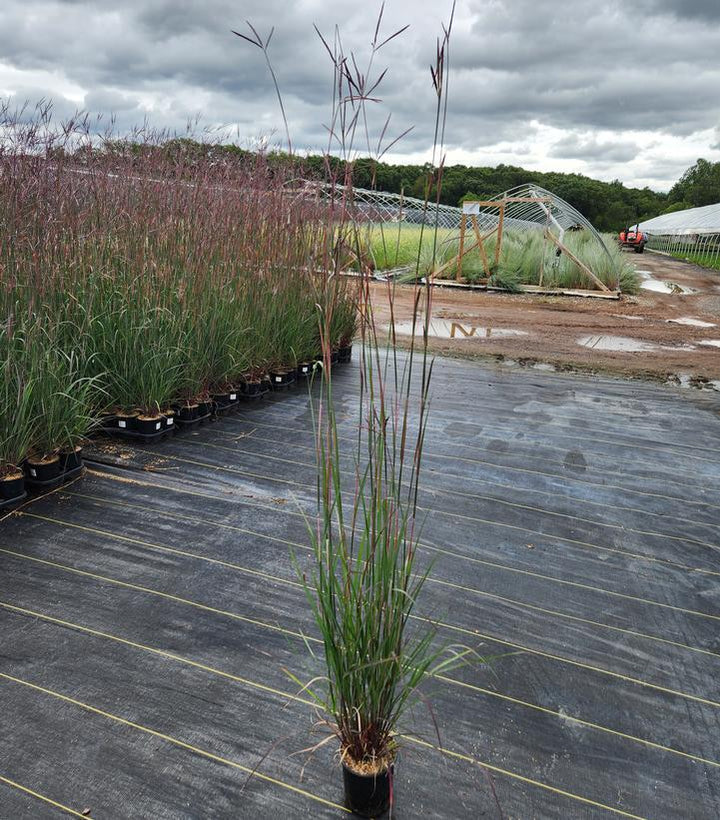 2G Andropogon Gerardii 'Red October' - Big Bluestem - 1008524