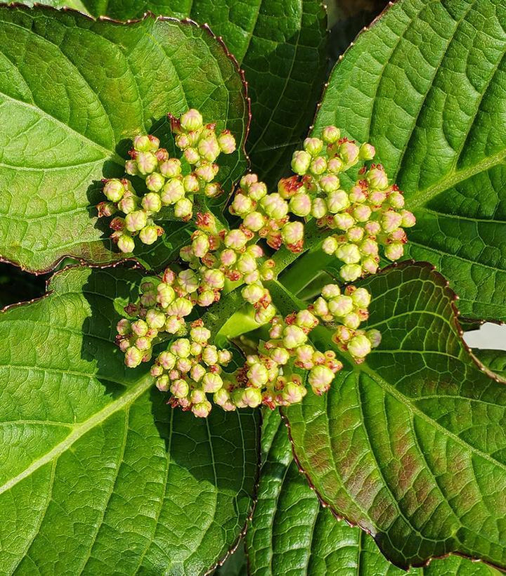 2G Hydrangea Macrophylla 'Kimono' - Bigleaf - 1014377