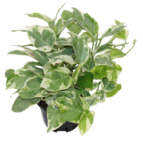 3.5" Pothos - Pearls and Jade - T2900