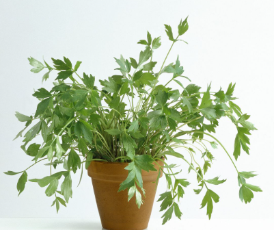 4" Herb - Lovage