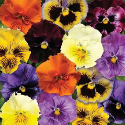 804 Pansy - Frizzle Sizzle Mix