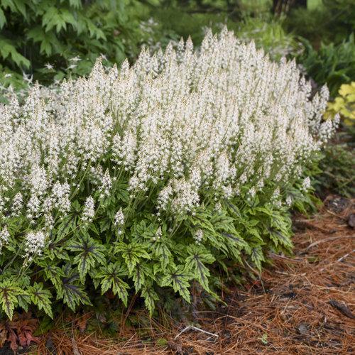 1G Tiarella 'Cutting Edge' - Foamflower - 1009747