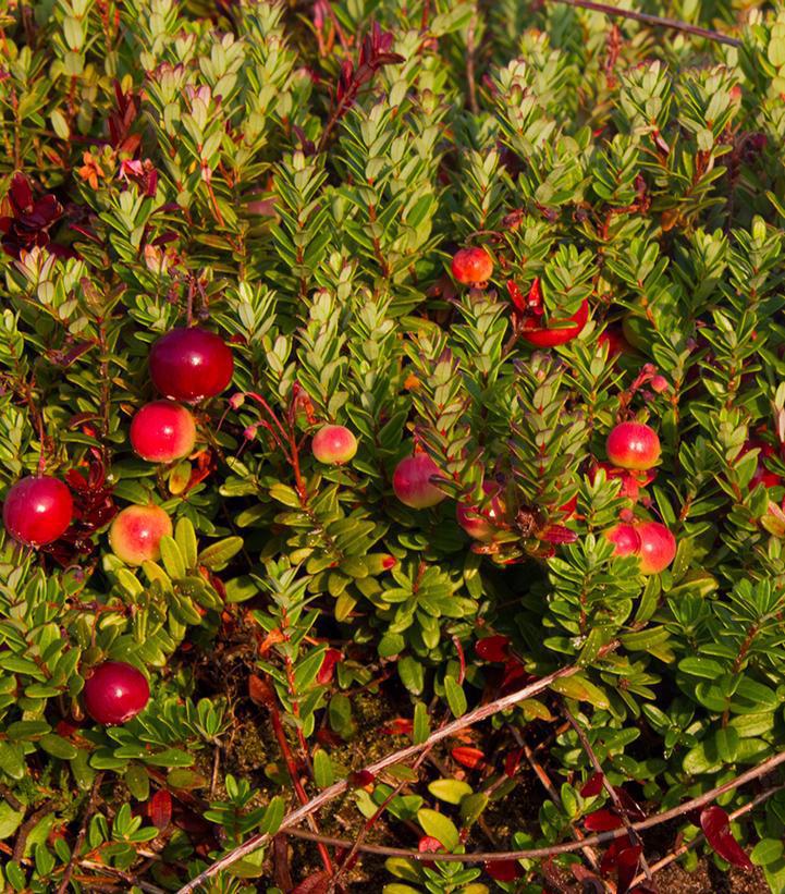 1G Vaccinium macrocarpon Pilgrim Pilgrim Cranberry 1004295