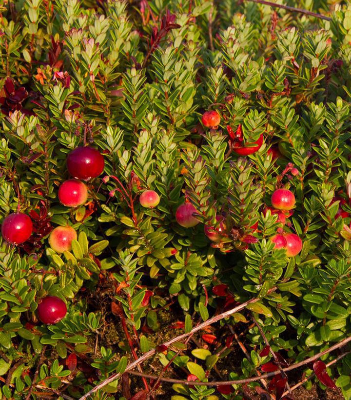 1G Vaccinium macrocarpon Pilgrim Pilgrim Cranberry 1004295