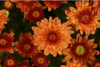 9" Mum - Beverly Orange