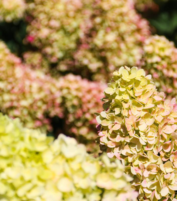 2G Hydrangea Paniculata 'Dragon Baby' - 1020465