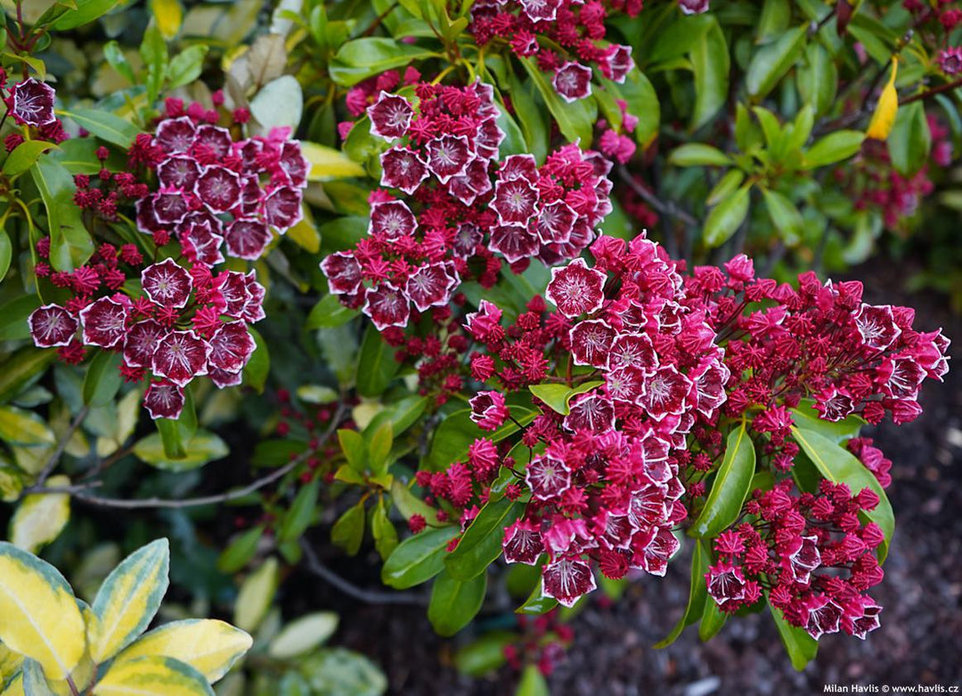 3G Kalmia Latifolia 'Kaleidoscope' - Mountain Laurel - 1000341