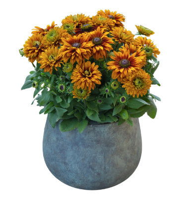 9" Rudbeckia Sunbeckia Graffiti