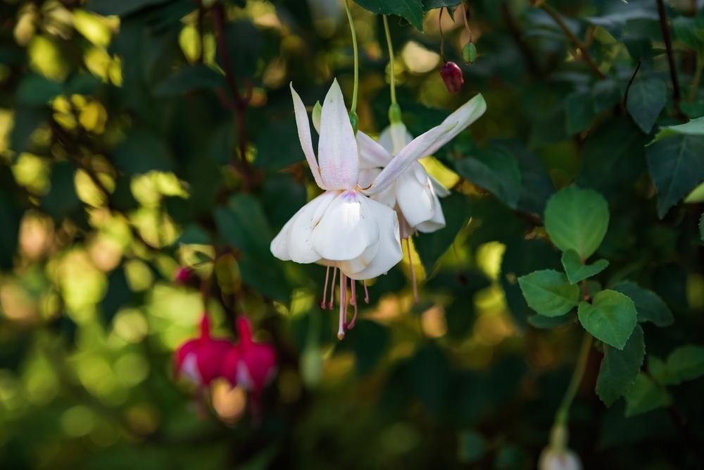 10" HB Fuchsia Hanging Basket - Marshmellow