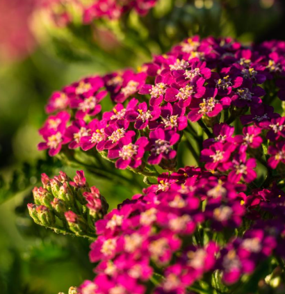 1G Achillea Milly Rock 'Rose' - Yarrow - 1023084