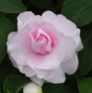 10" HB Double Impatiens Hanging Basket