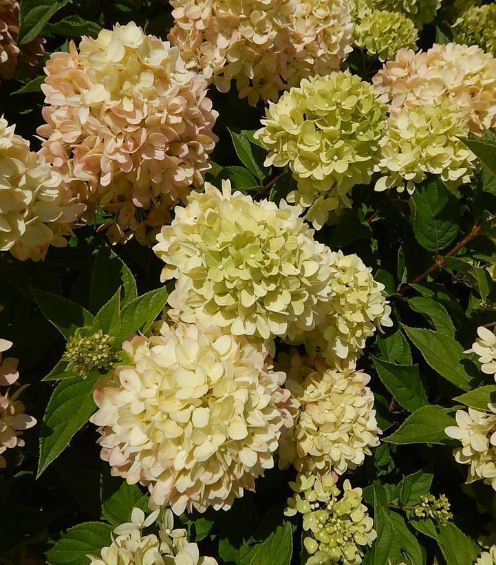 6G Hydrangea Paniculata - Jane (Little Lime) - 44170-0800