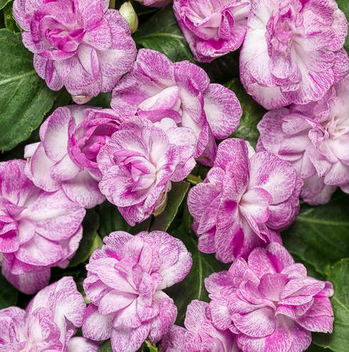 11" HB PW Rockapulco Wisteria - Double Impatiens Hanging Basket