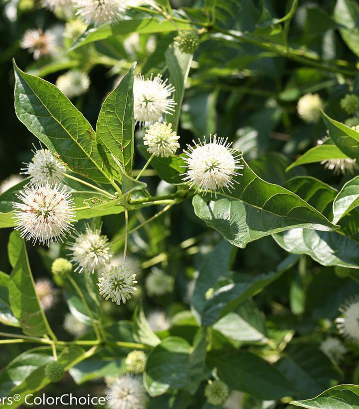 3G PW Cephalanthus Occidentalis 'Sugar Shack' - Buttonbush - 1007209