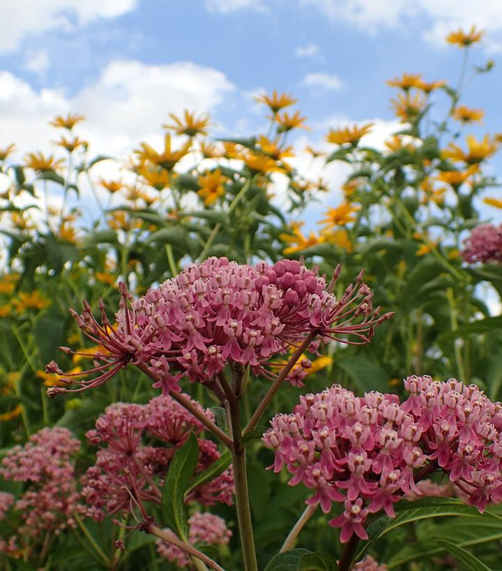 1G Eco Pot Asclepias Incarnata - Swamp Milkweed - 1021840