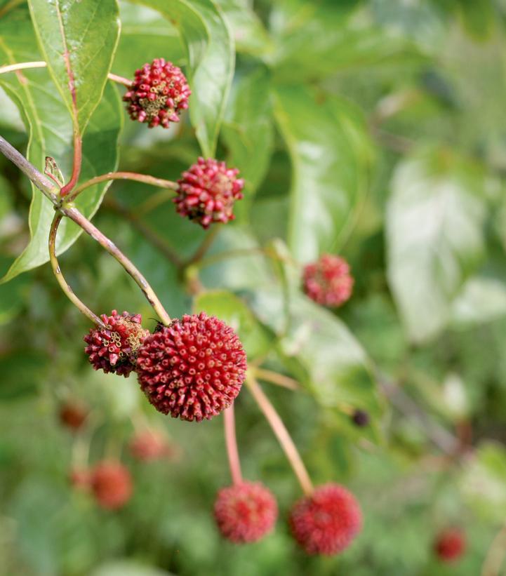 3G PW Cephalanthus Occidentalis 'Sugar Shack' - Buttonbush - 1007209