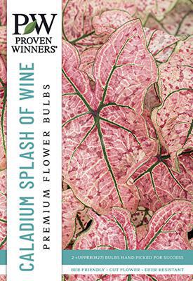 Caladium Hortulanum Splash of Wine Bulbs - PWS-26 - 6511750006