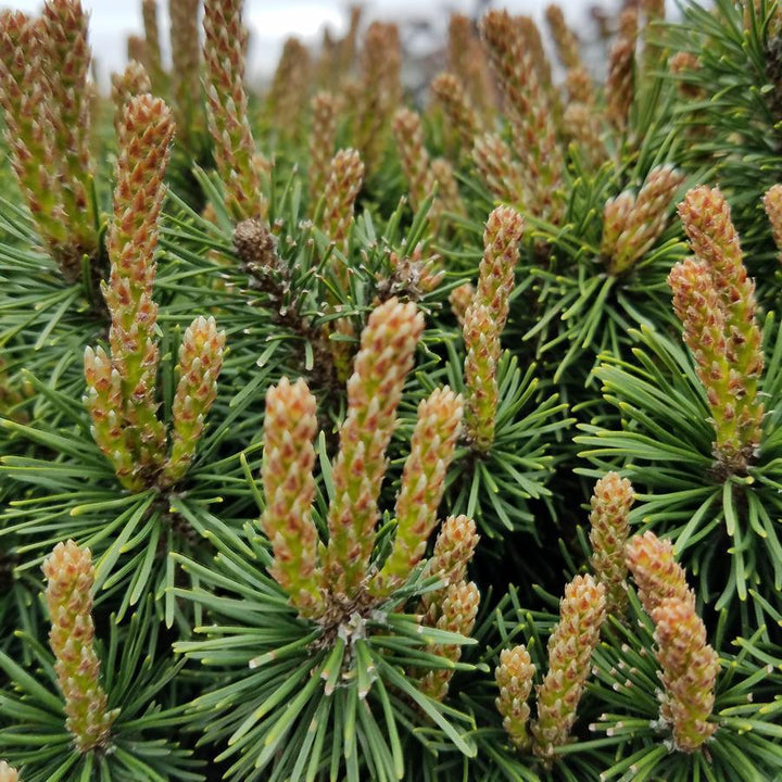 3G Pinus mugo 'Slowmound' - Mugo Pine - 1001760