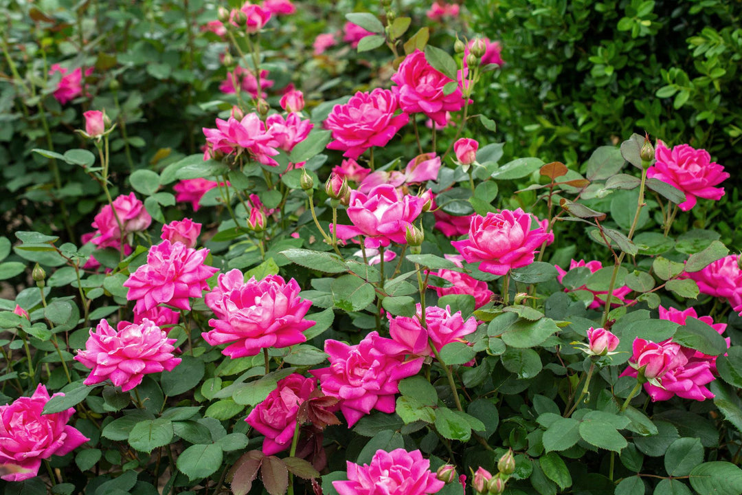 2G Knock Out Rose Bush - 'Double Pink' - 2640