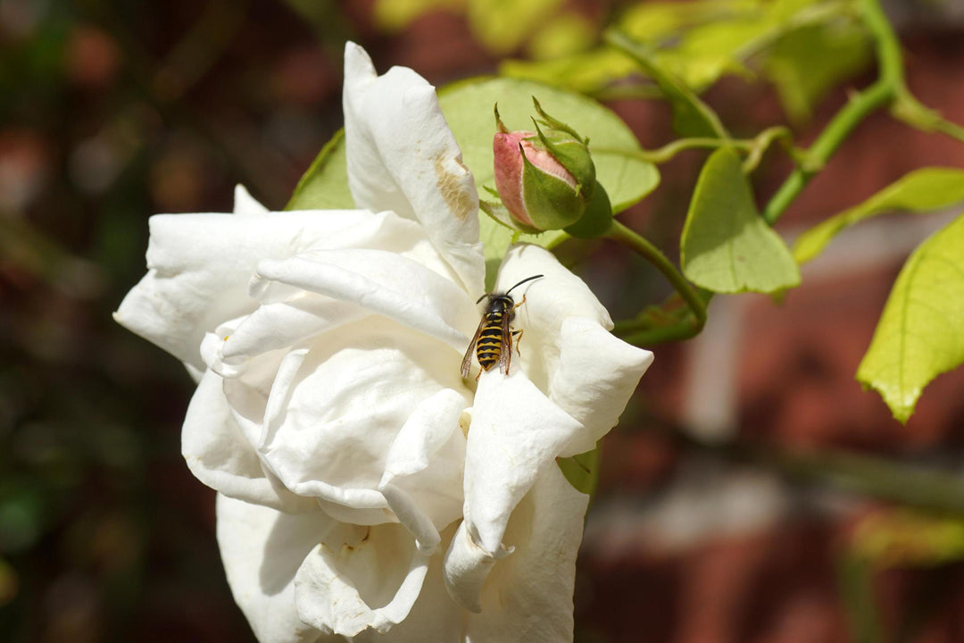 3G ROSA `WHITE DAWN` - White Dawn Climbing Rose 1002680