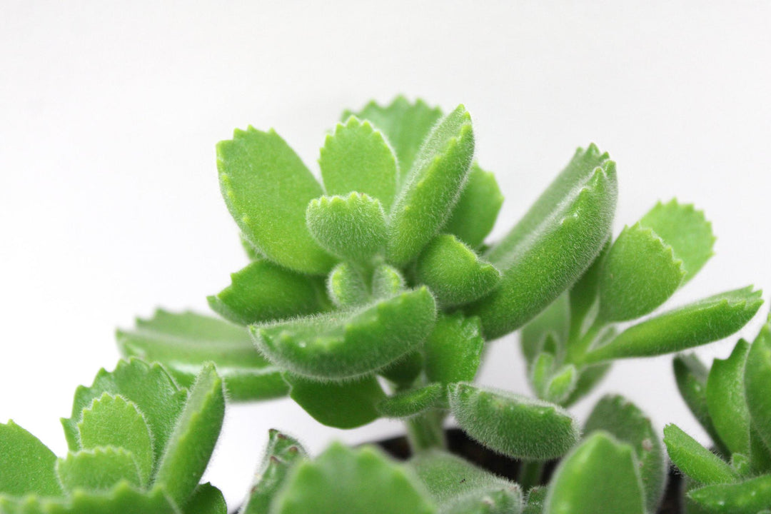 5" Cotyledon Ladismithiensis - Bear Paw G1734