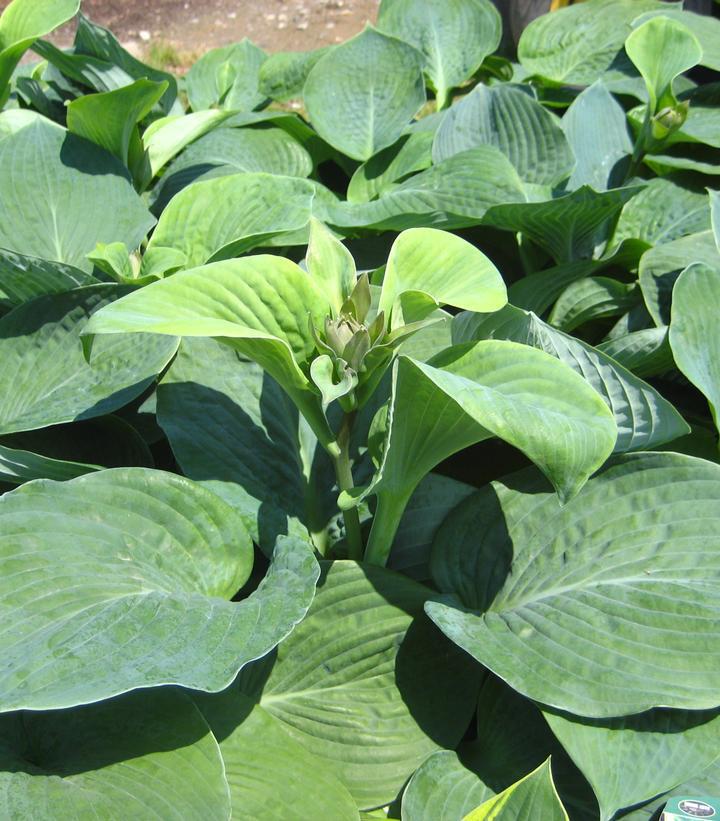 2G Hosta Sieboldiana 'Elegans' - 1000922
