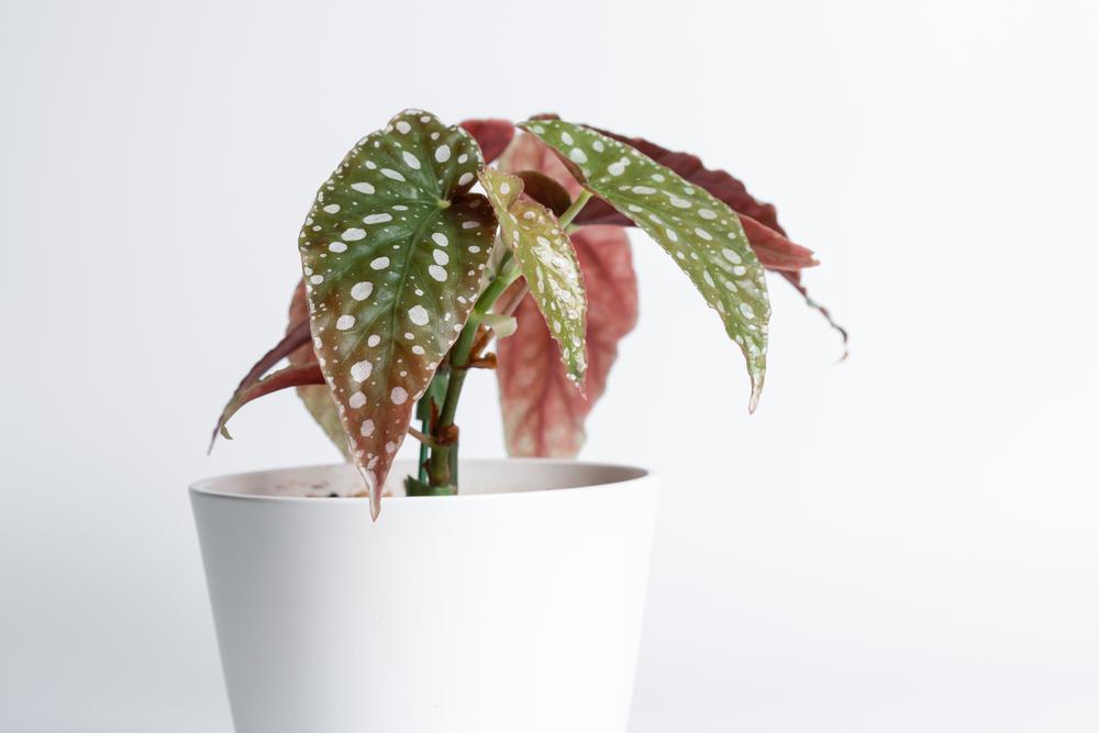 4" Begonia Angel Wing Assorted