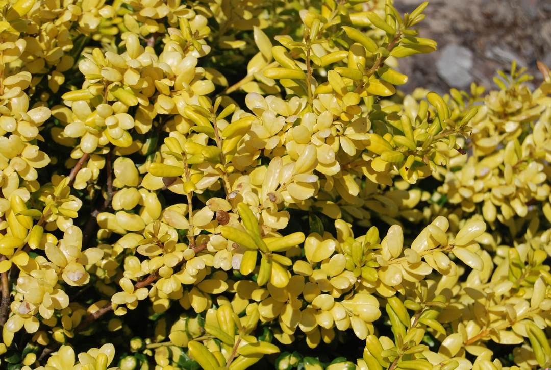 3G Ilex crenata Drops of Gold Drops of Gold Japanese Holly