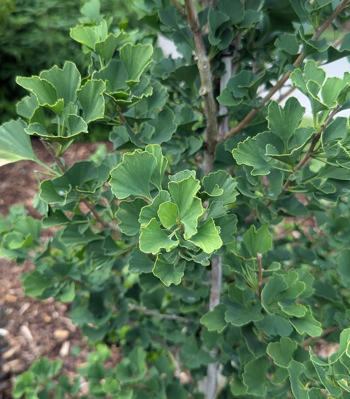 7G Ginkgo Biloba 'Skinny Fit' - 1014626