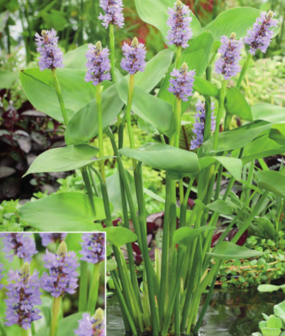 Netherland Bulb Company - 8" Pontederia Cordata - Purple Pickerel Rush 1CT - Marginal Plant - 4770101303