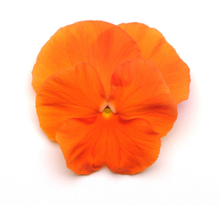 5.5" Pansy - Spring Matrix Deep Orange