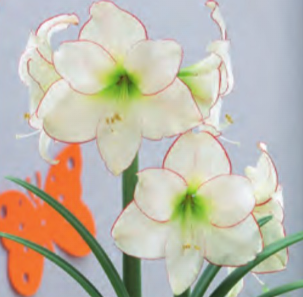 Amaryllis Picotee Bulb - 1232117688