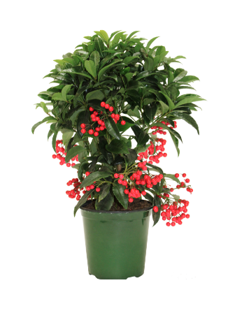 6" Ardisia w/Asst Berries T4815