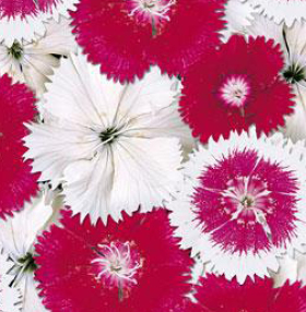 804 - 4 Pack Dianthus - Floral Lace Hearts of Fire