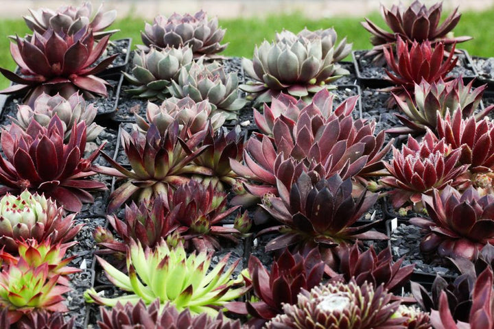 Quart Perennial Sempervivum (Hen-N-Chicks) Full Sun