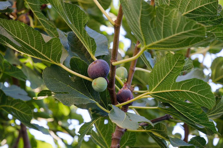 2G FICUS CARICA `FIGNOMINAL` ('PT-DF-14') Fignomenal Fig: Patent PPAF 1015002