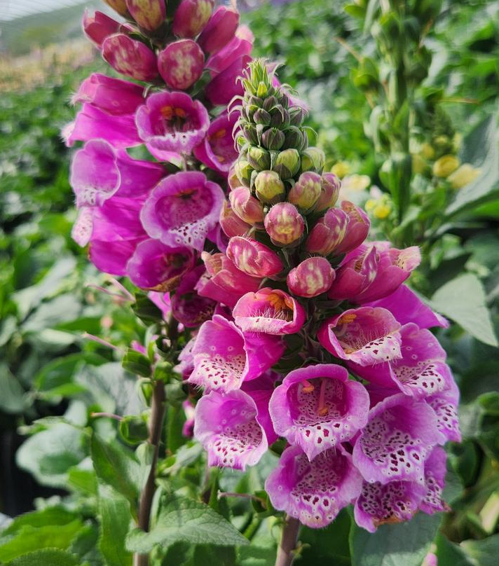 1G Digitalis Mertonensis - Strawberry Foxglove - 1000872