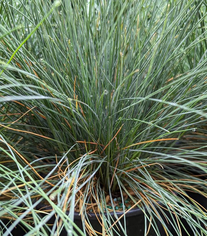 1G Festuca cinerca Elijah Blue Elijah Blue Fescue Grass 1001003