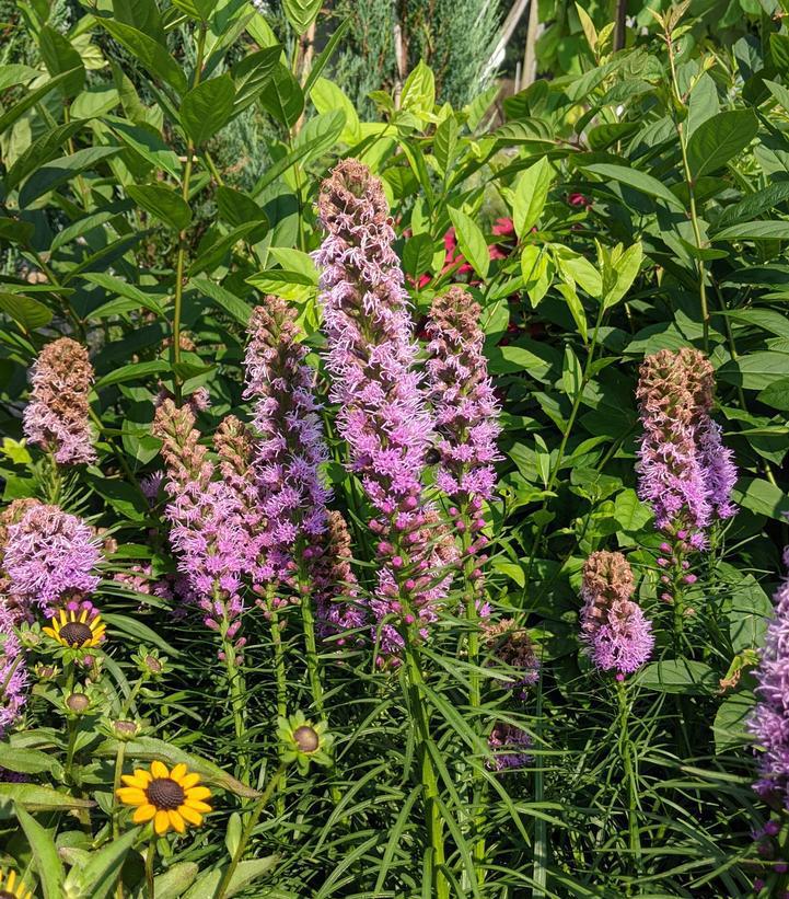 1G Liatris Spicata 'Kobold Original' - Gayfeather - 1022278