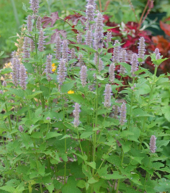1G Eco Pot Agastache Foeniculum - Anise Hyssop - 1021841