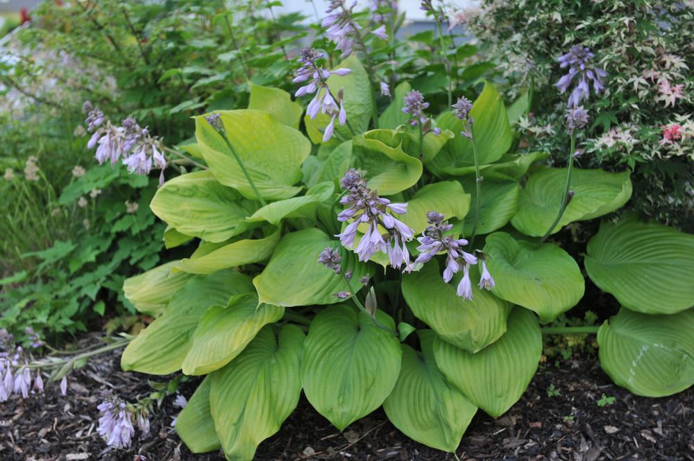 2G Hosta 'Sum & Substance' Sum and Substance Hosta 1002152