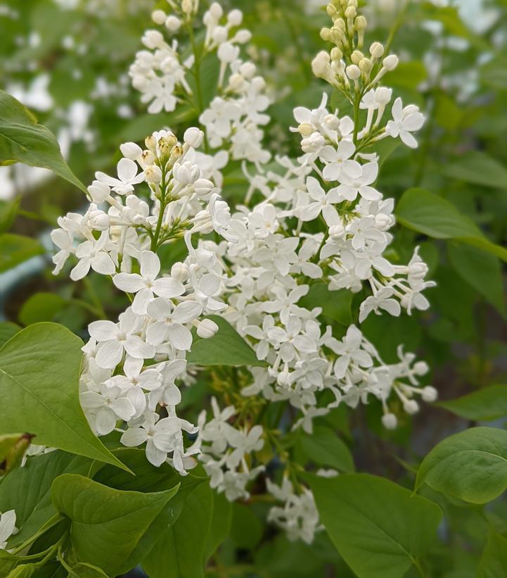 3G Syringa X 'Betsy Ross' - Lilac - 1009222