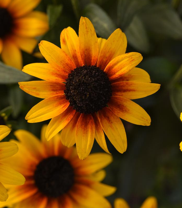 1G PW Rudbeckia X 'Suntacular' - 1027768